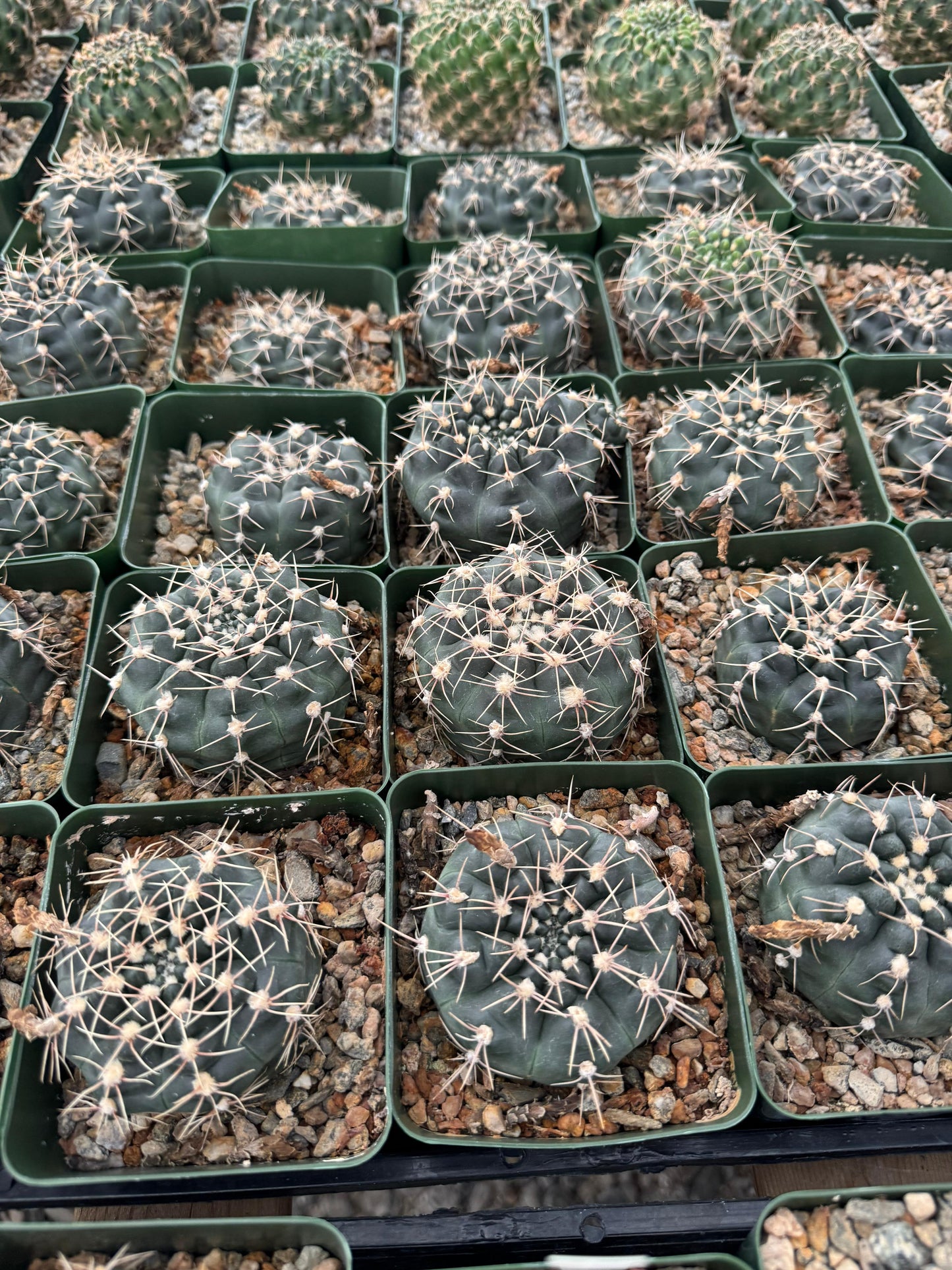 Gymnocalycium odoratum