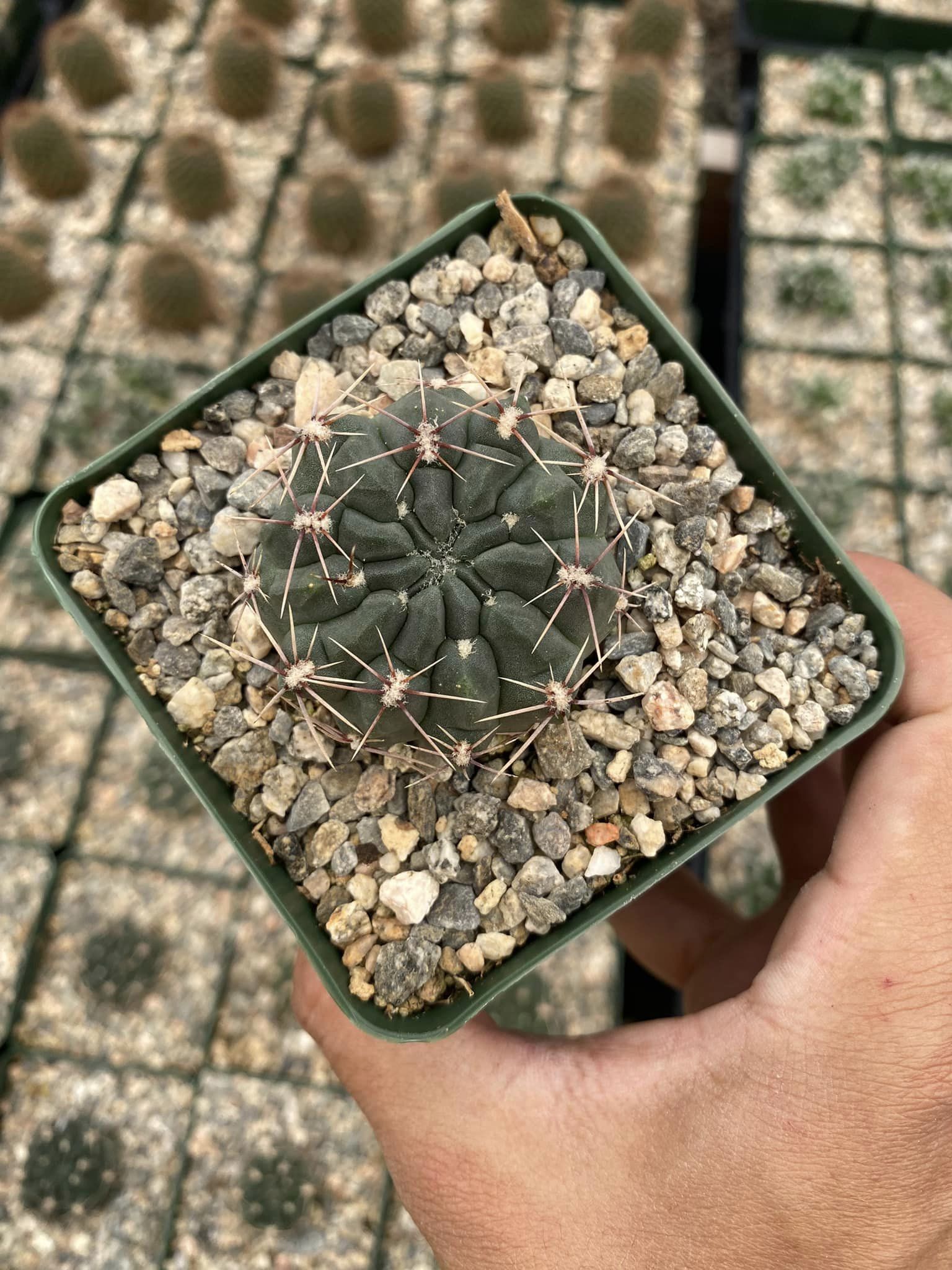 Gymnocalycium reductum var. Leucodictyon – TiaJuanas Plants México