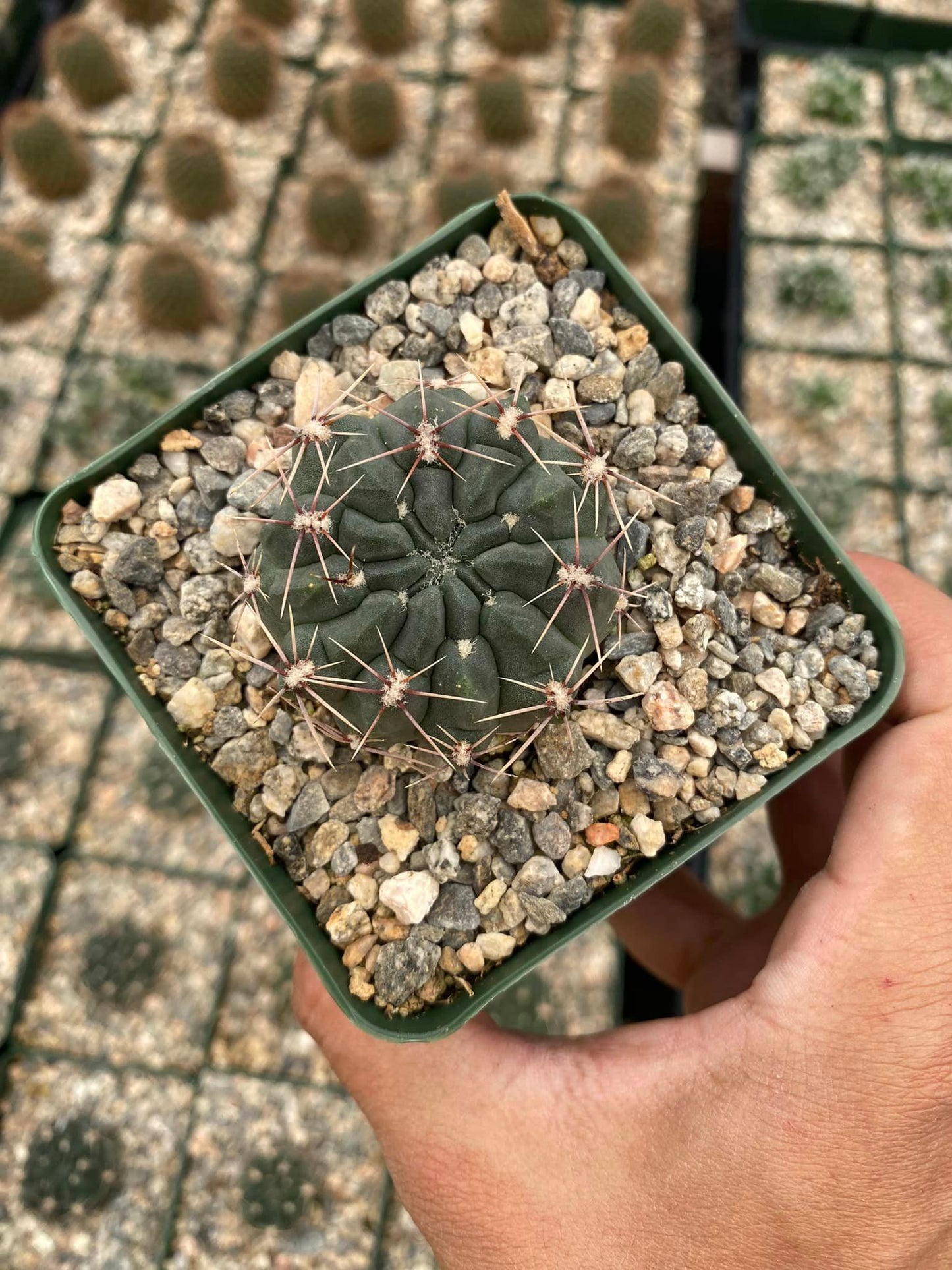 Gymnocalycium reductum var. Leucodictyon