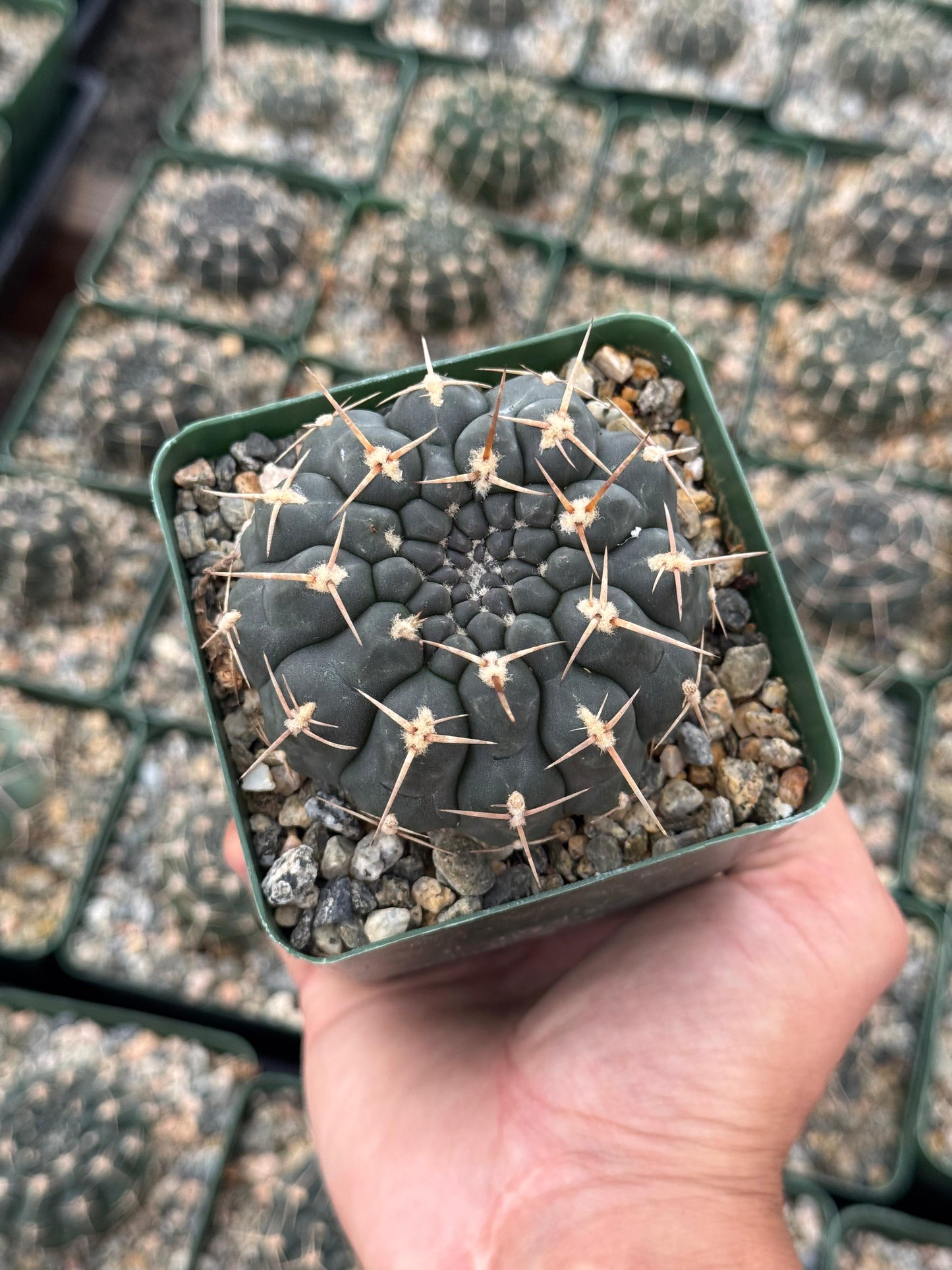 Gymnocalycium schroederianum