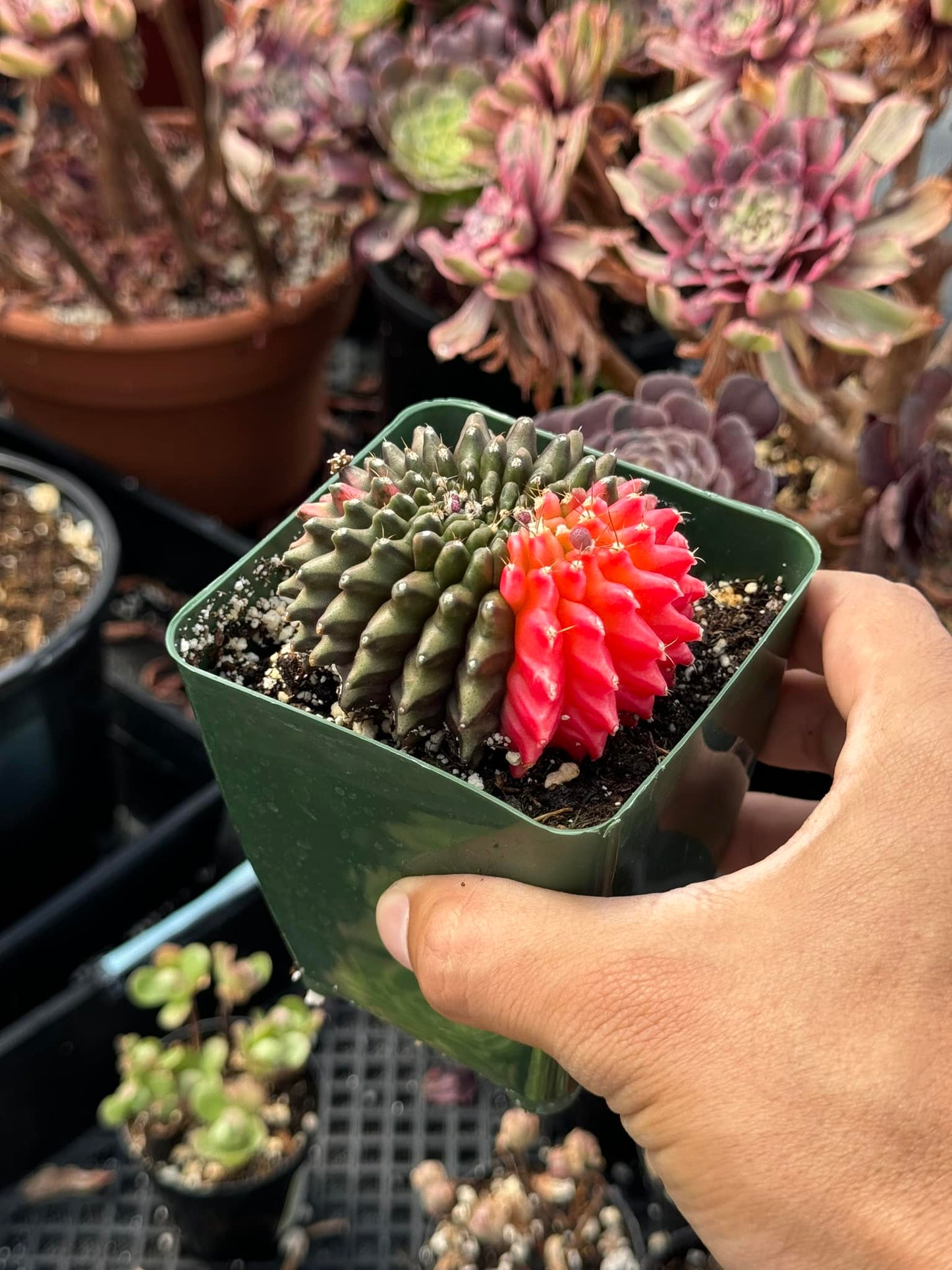 Gymnocalycium thornless variegado