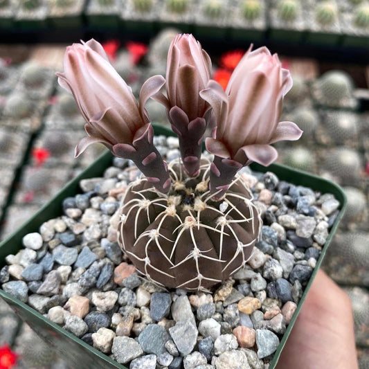 Gymnocalycium triacanthum