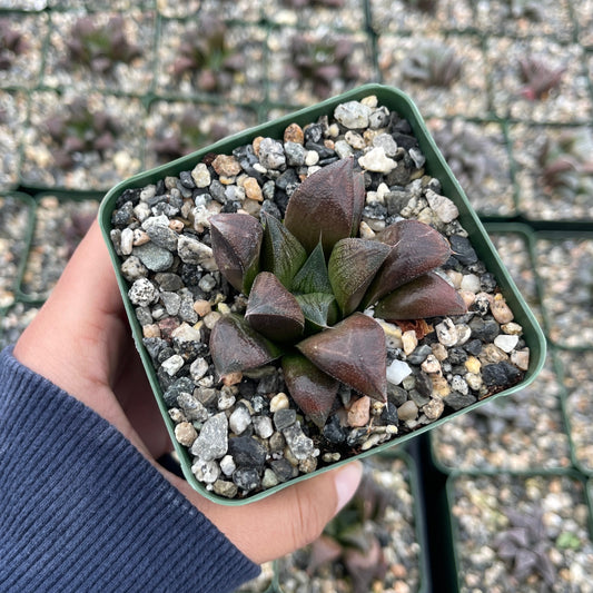 Haworthia Chocolate