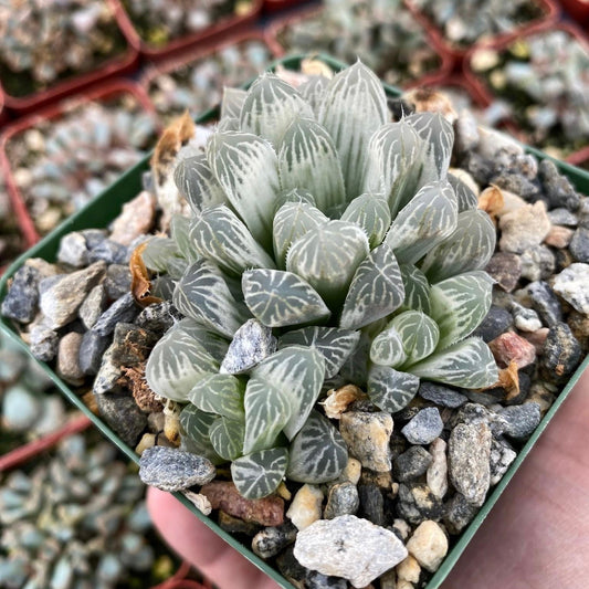 Haworthia Cuspidata cooperi variegada