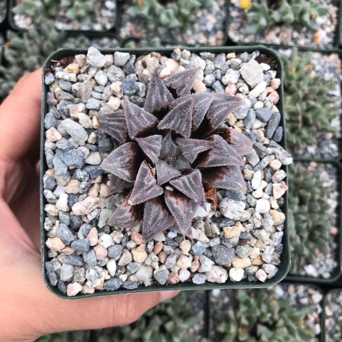 Haworthia Emelyae