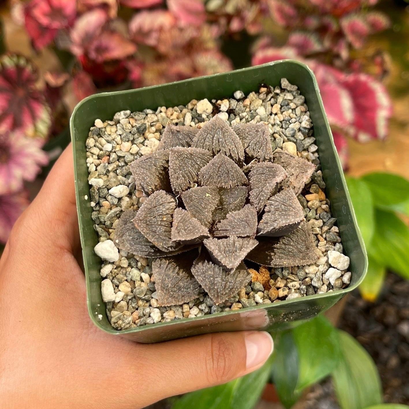 Haworthia Gumijo