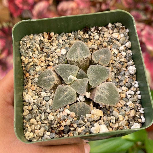 Haworthia Heart Pygmaea