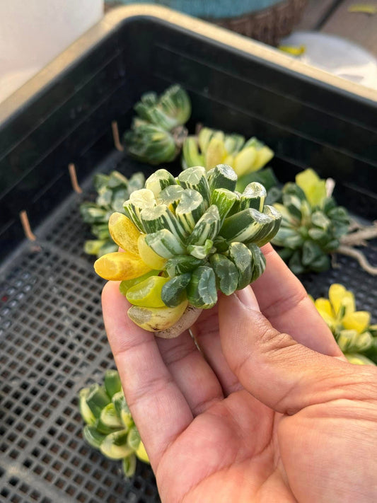 Haworthia Maughanii cluster variegado