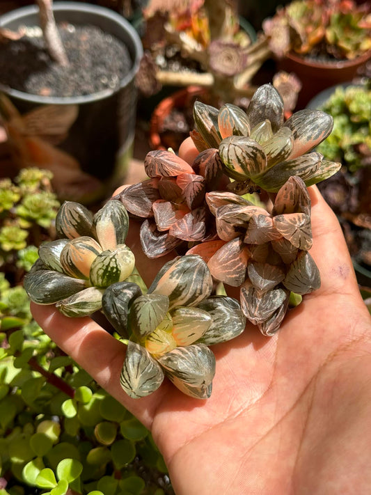 Haworthia Maughanii x truncata variegado