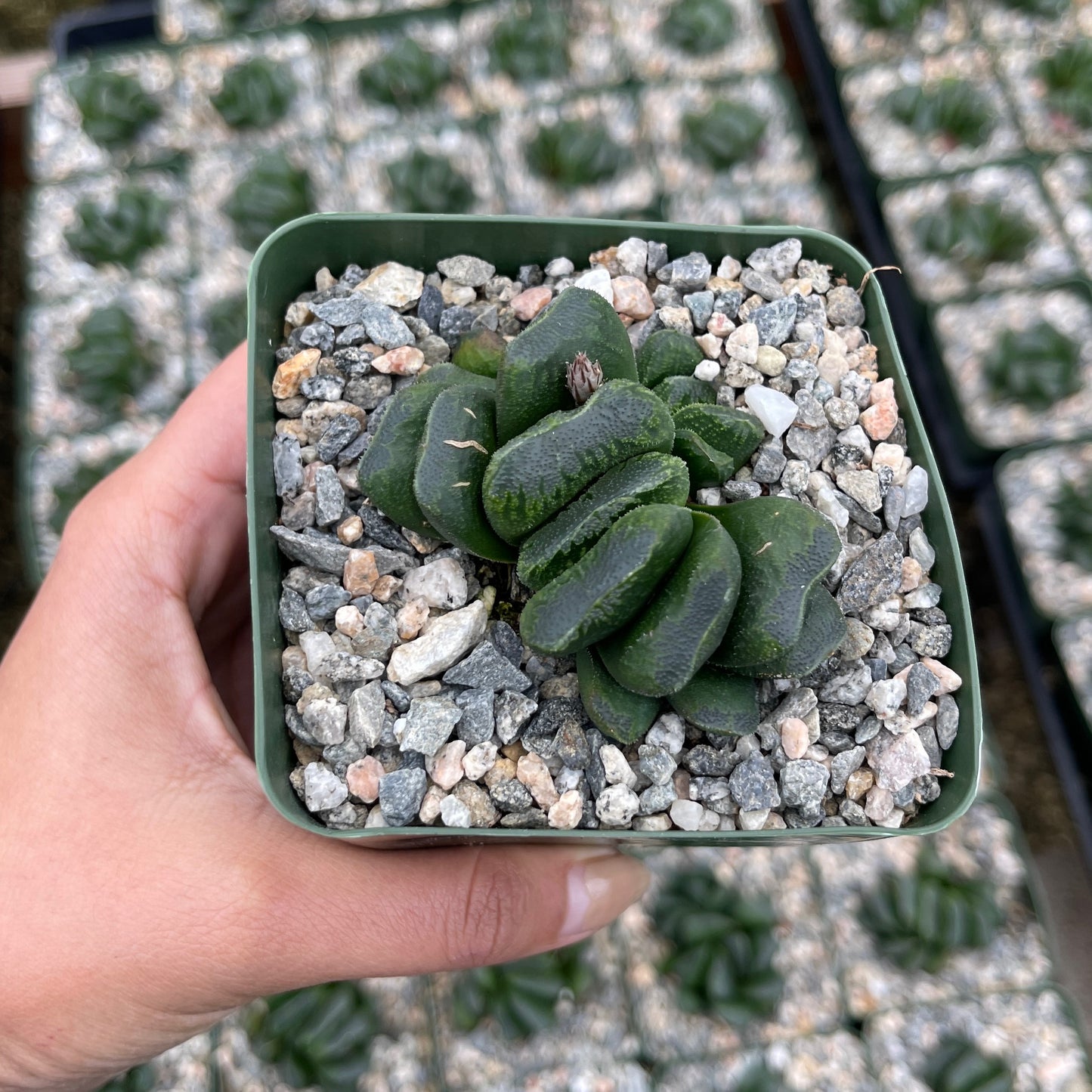 Haworthia Maughani x Truncata