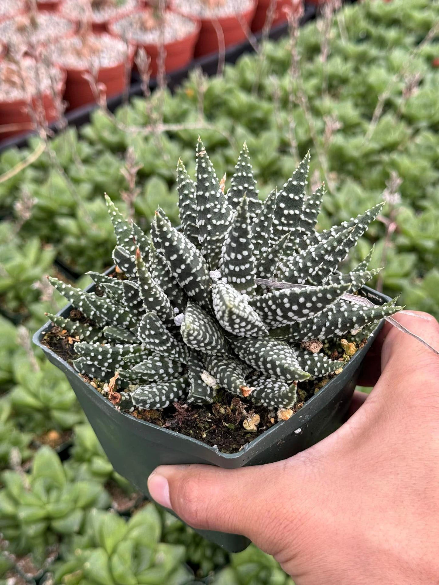 Haworthia Pumila