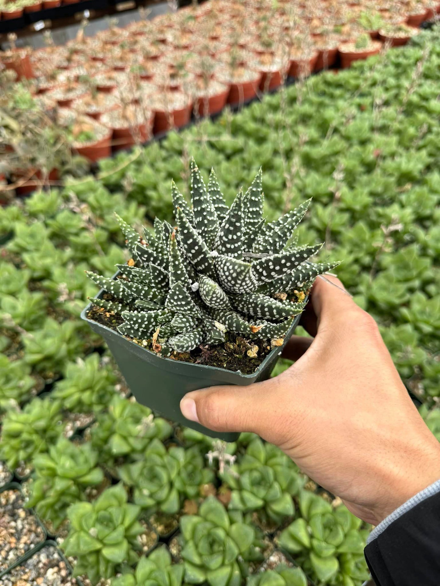 Haworthia Pumila