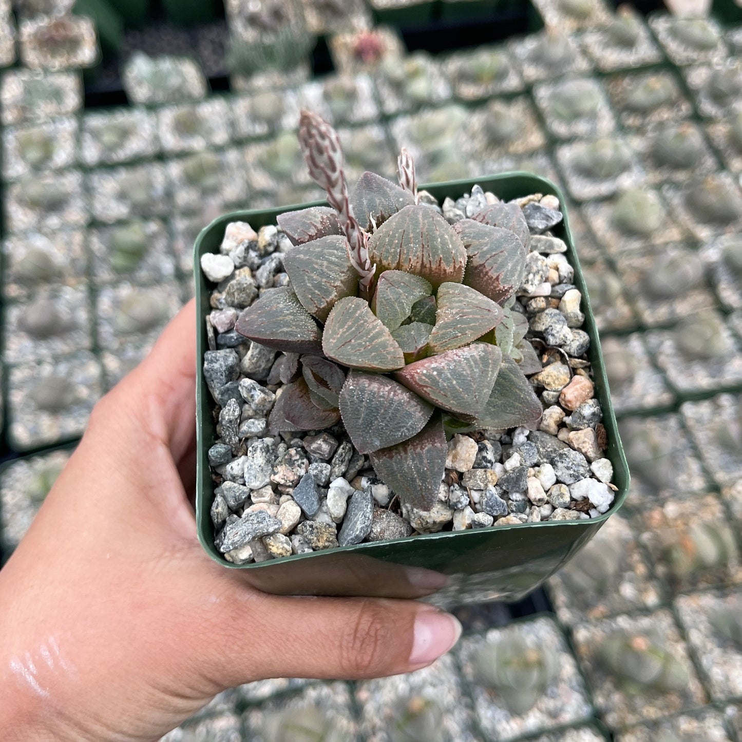 Haworthia Pygmaea