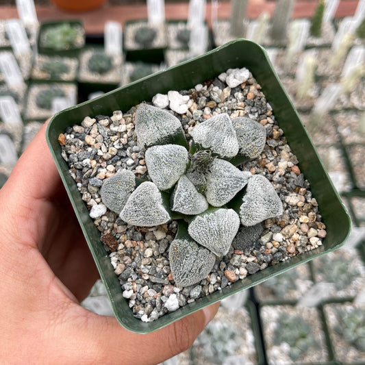 Haworthia Pygmaea “Snow ball”