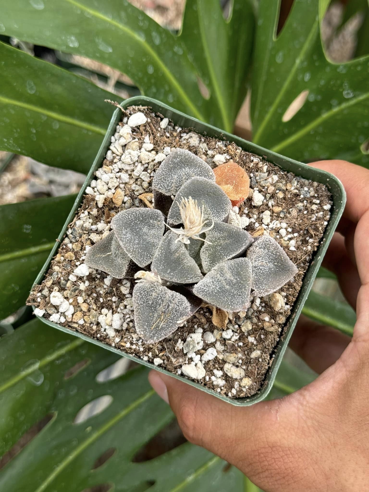 Pygmaea Haworthia Heart Pygmaea – TiaJuanas Plants México