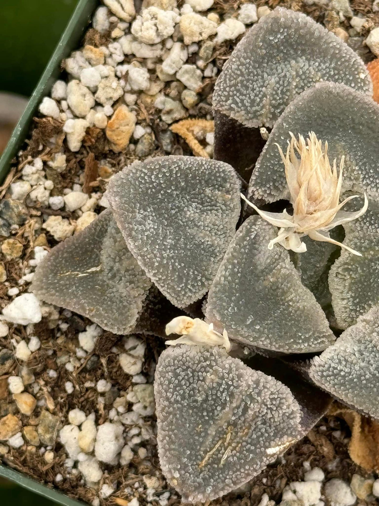 Haworthia Heart Pygmaea