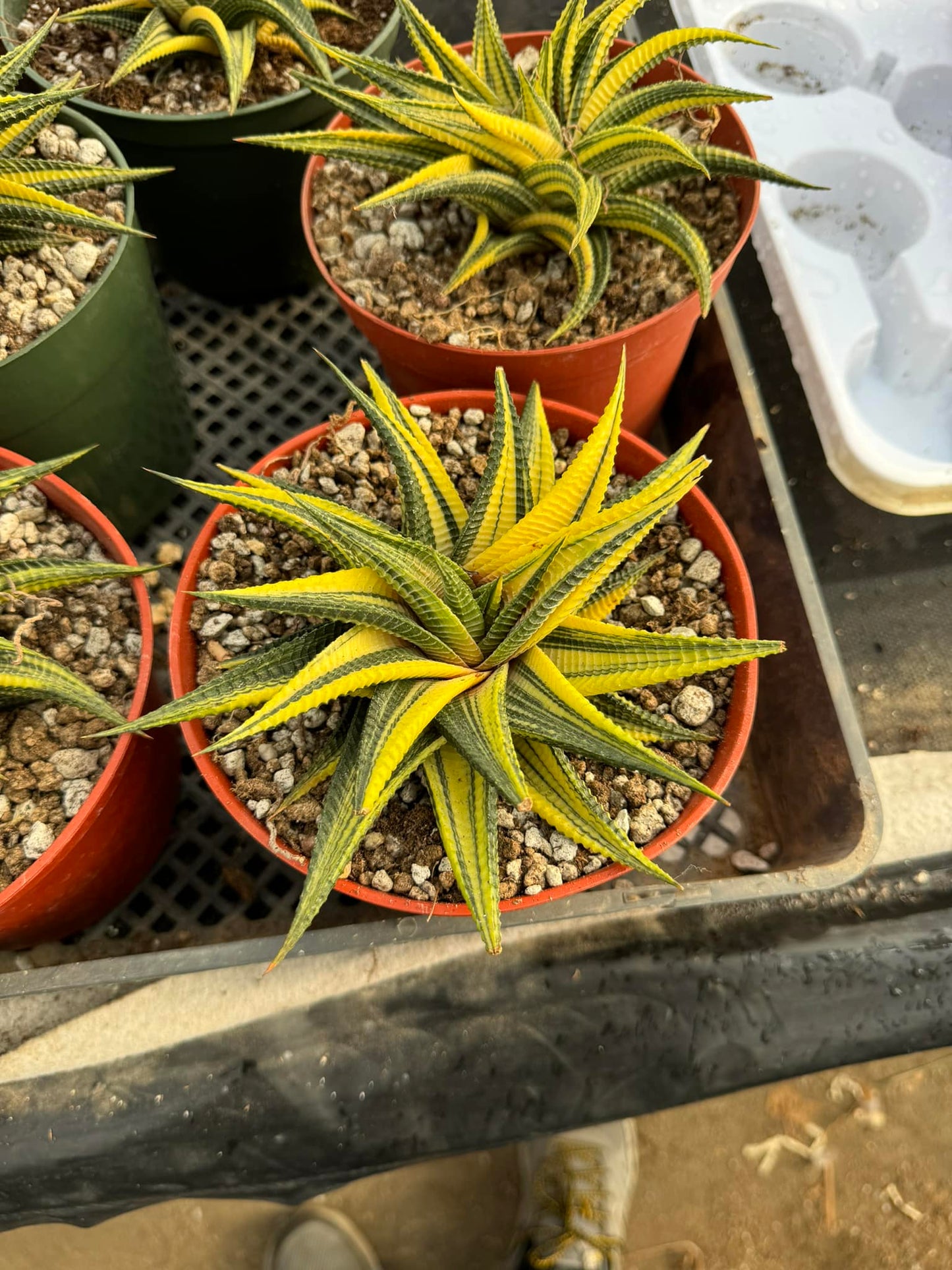 Haworthia Limifolia Variegada