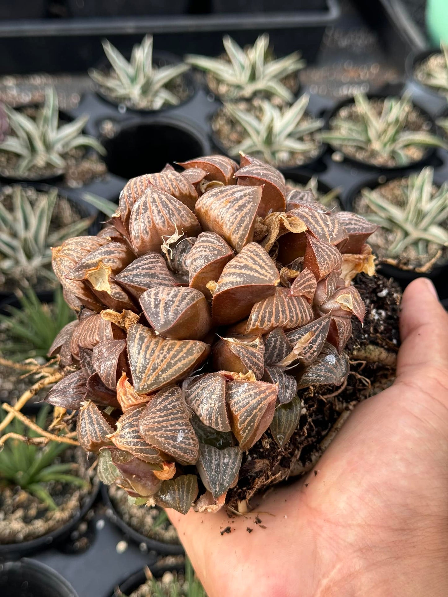 Haworthia splendens cluster