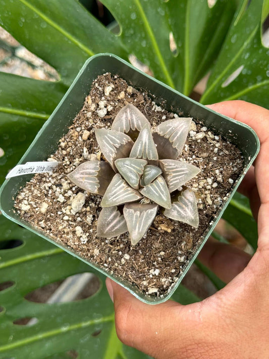 Haworthia white widow