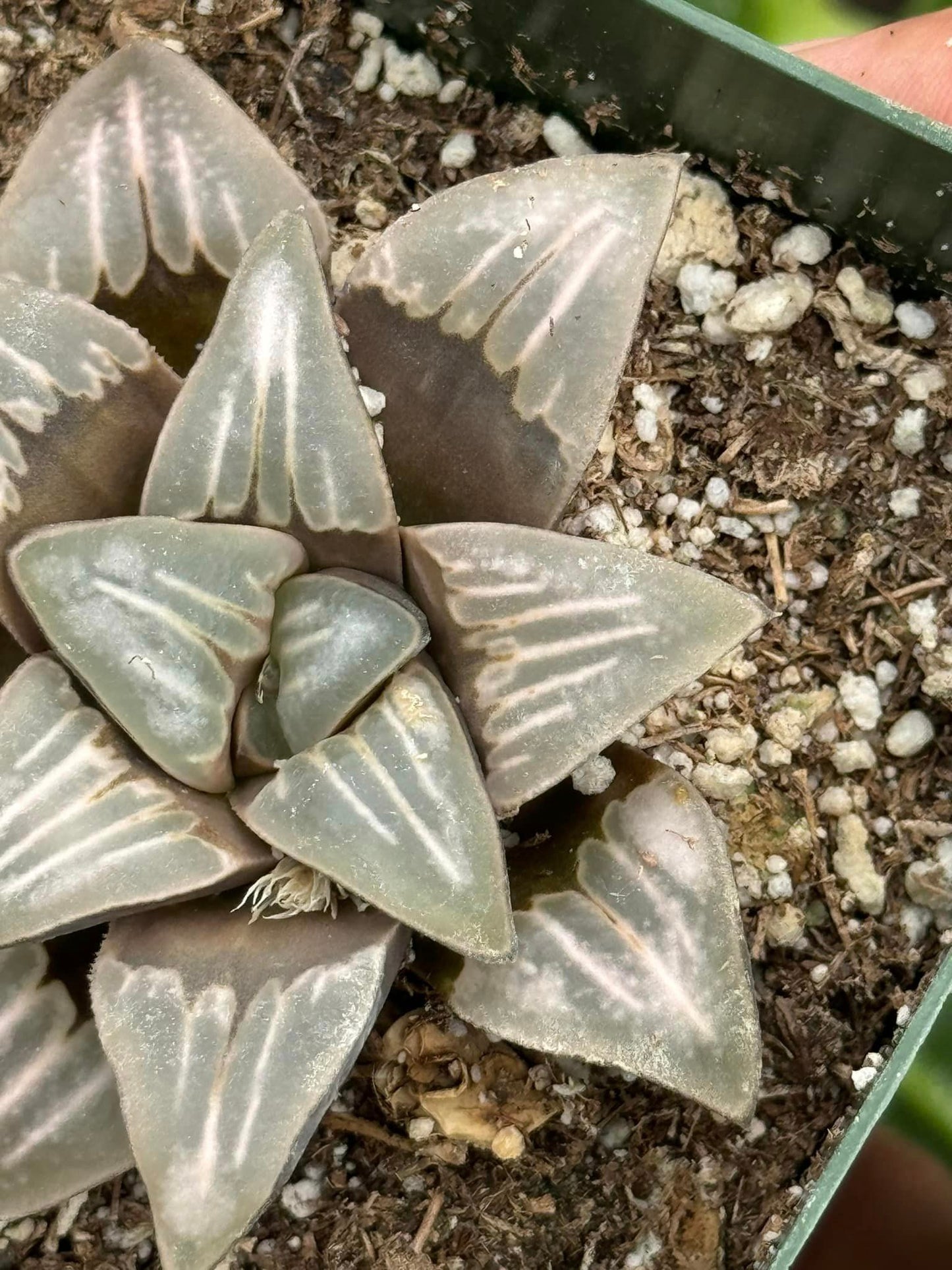 Haworthia white widow