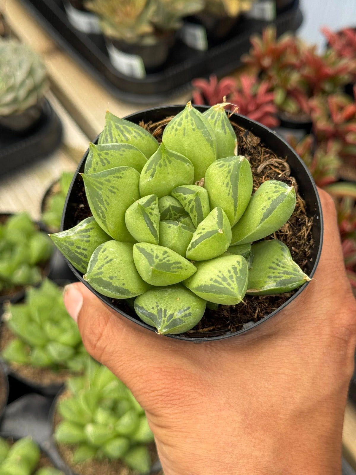 Haworthia cuspidata