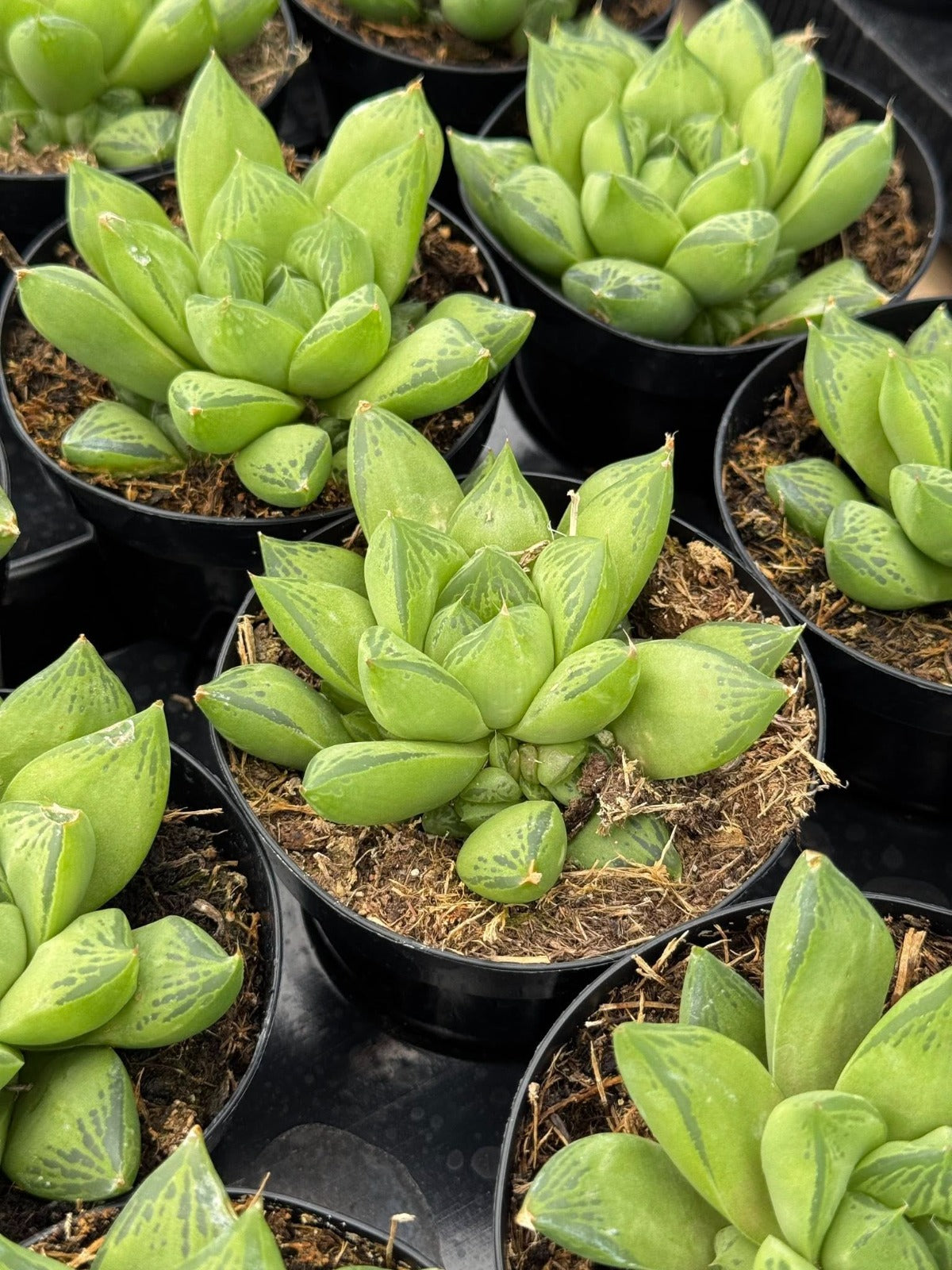 Haworthia cuspidata