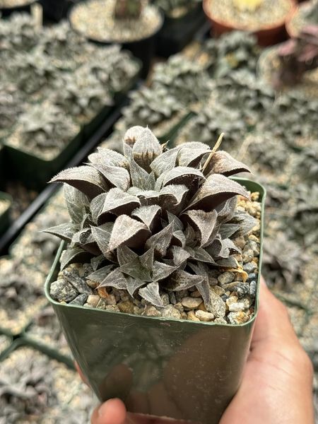 Haworthia Emelyae