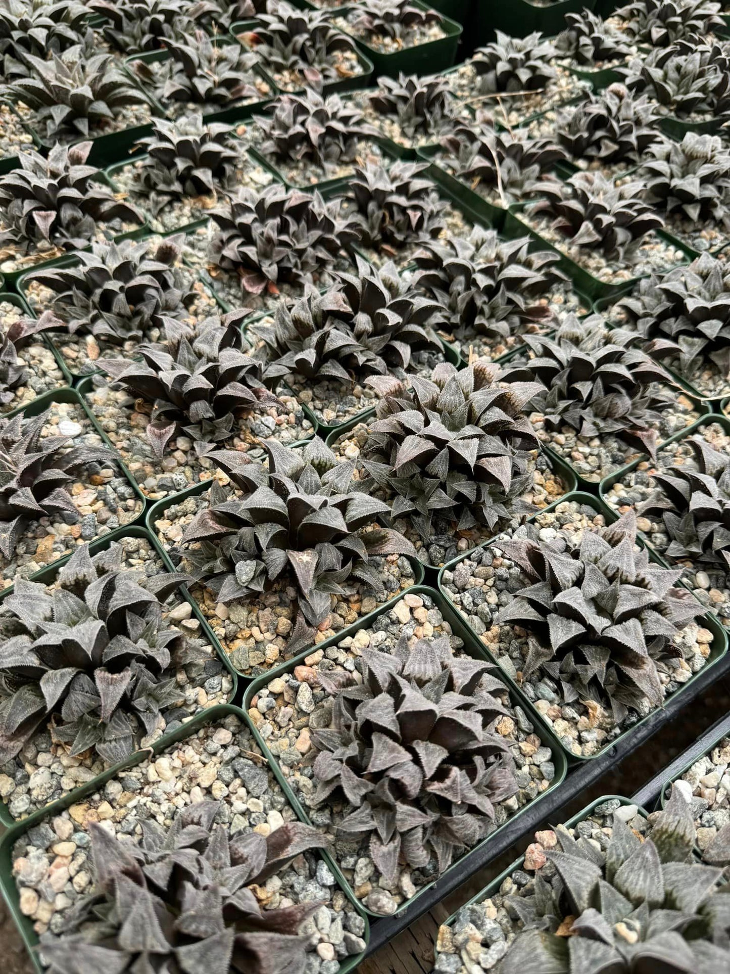 Haworthia Emelyae