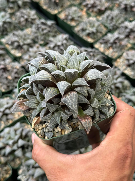 Haworthia emelyae cluster