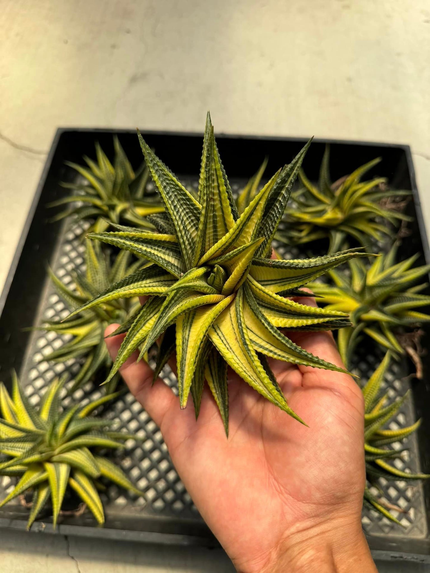 Haworthia limifolia Variegada jumbo