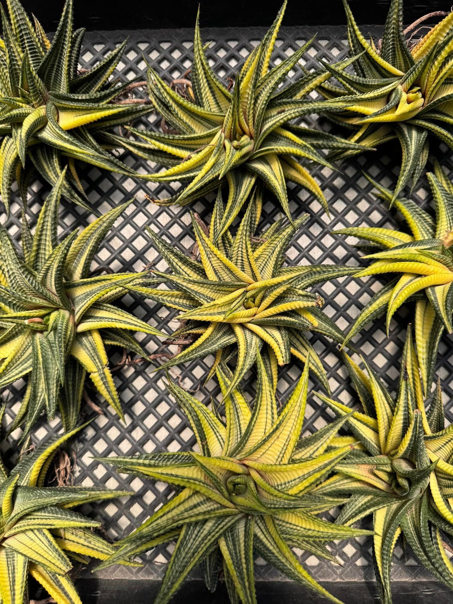 Haworthia limifolia Variegada jumbo