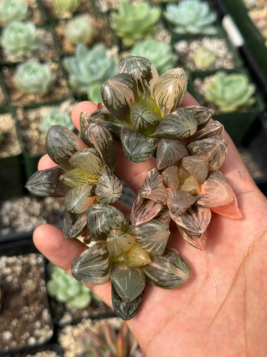 Haworthia obtusa x Maughanii Variegada