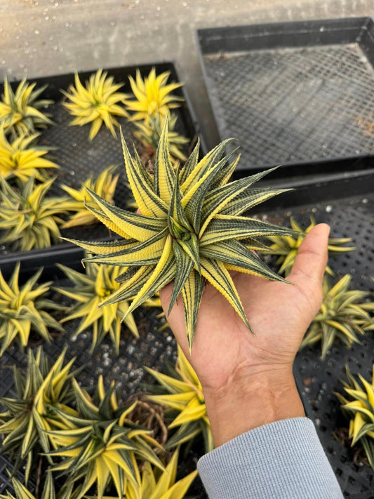 Haworthia limifolia Variegada jumbo