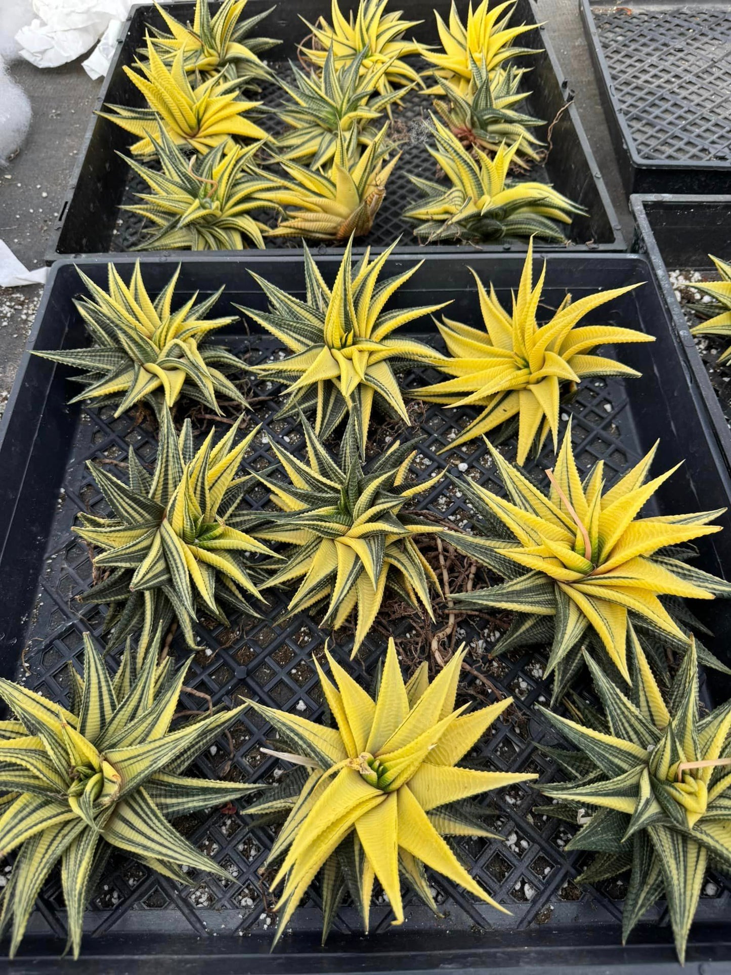 Haworthia limifolia Variegada jumbo