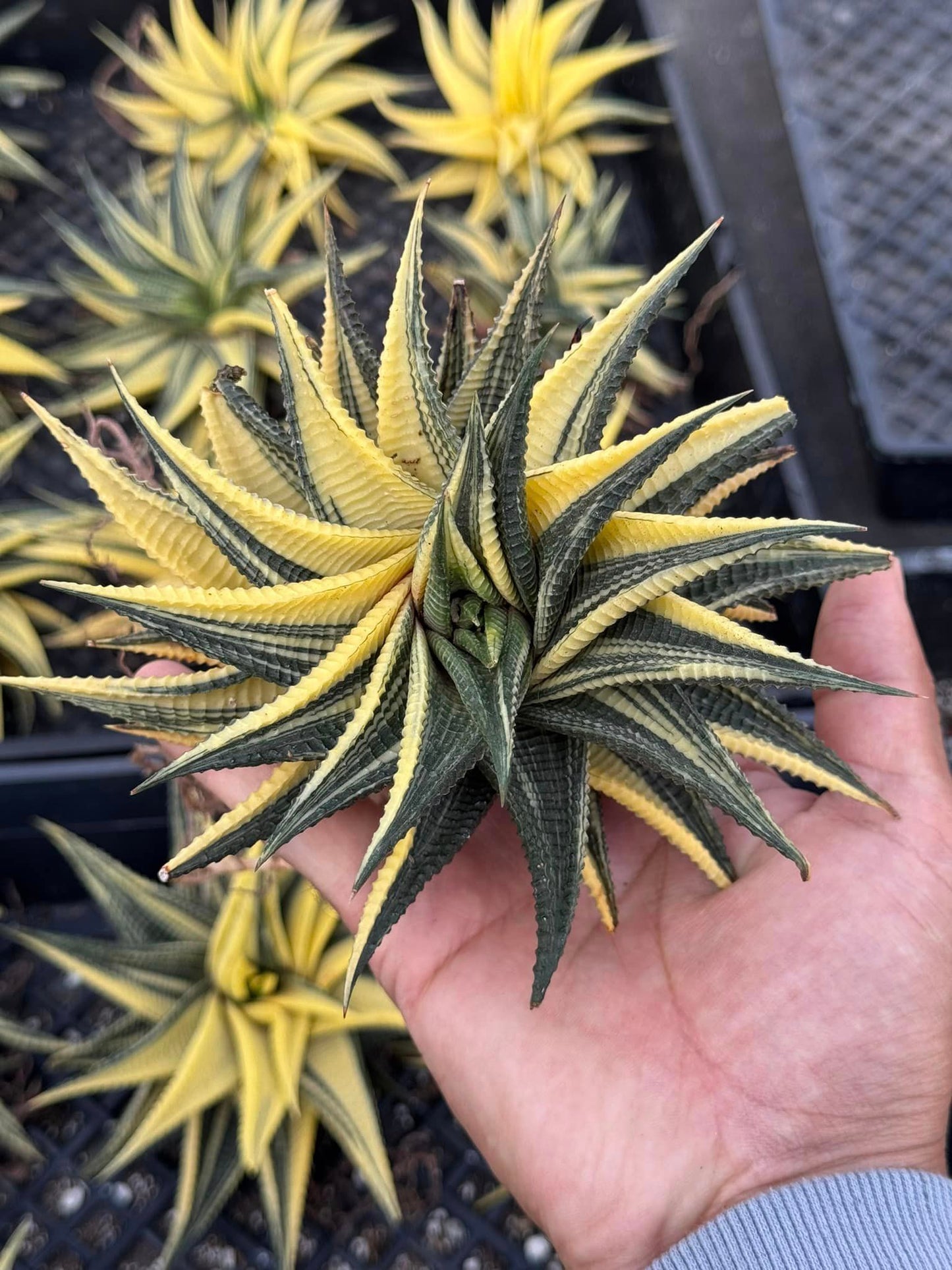 Haworthia limifolia Variegada jumbo