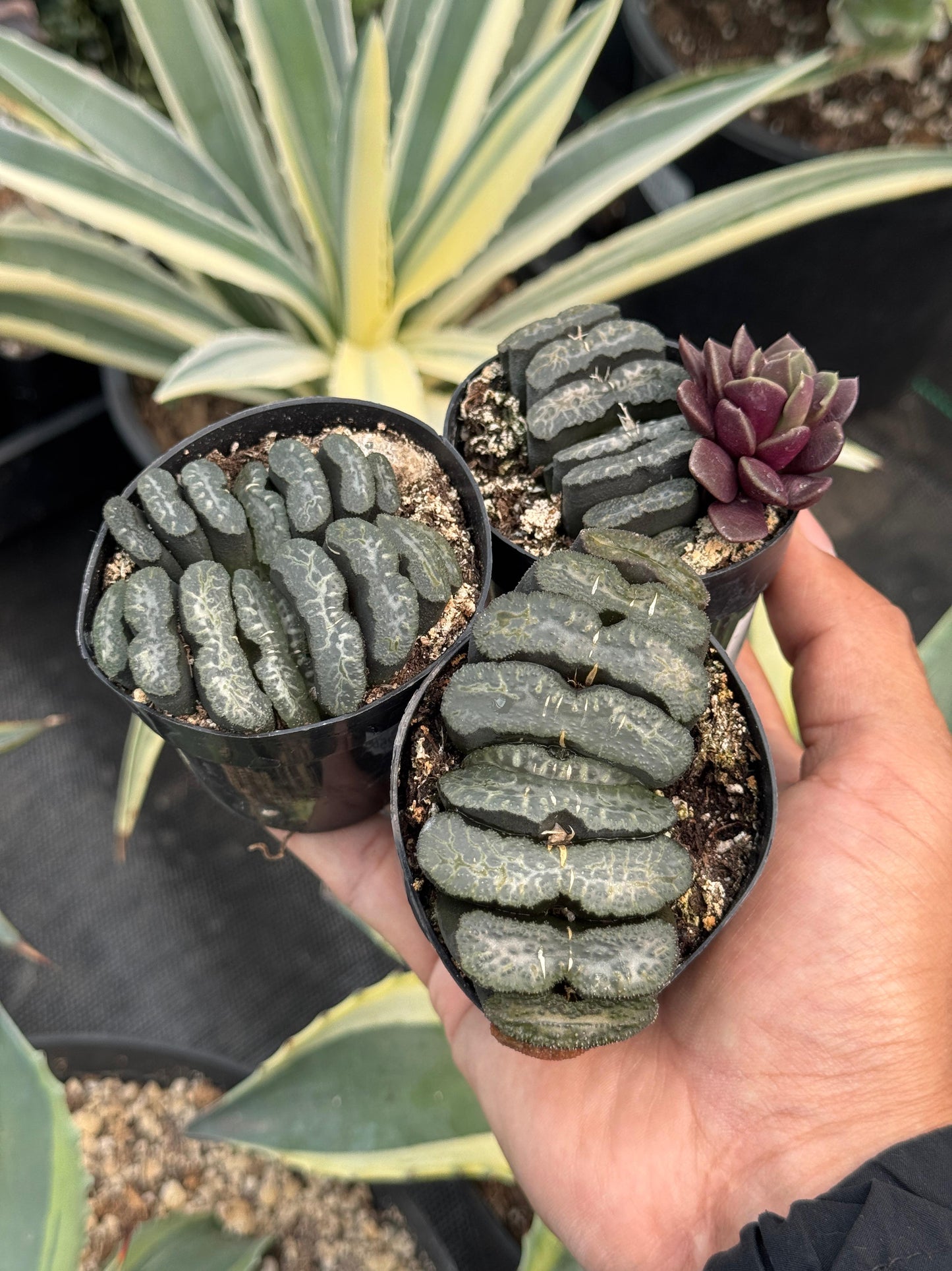 Haworthia truncata 2.5”
