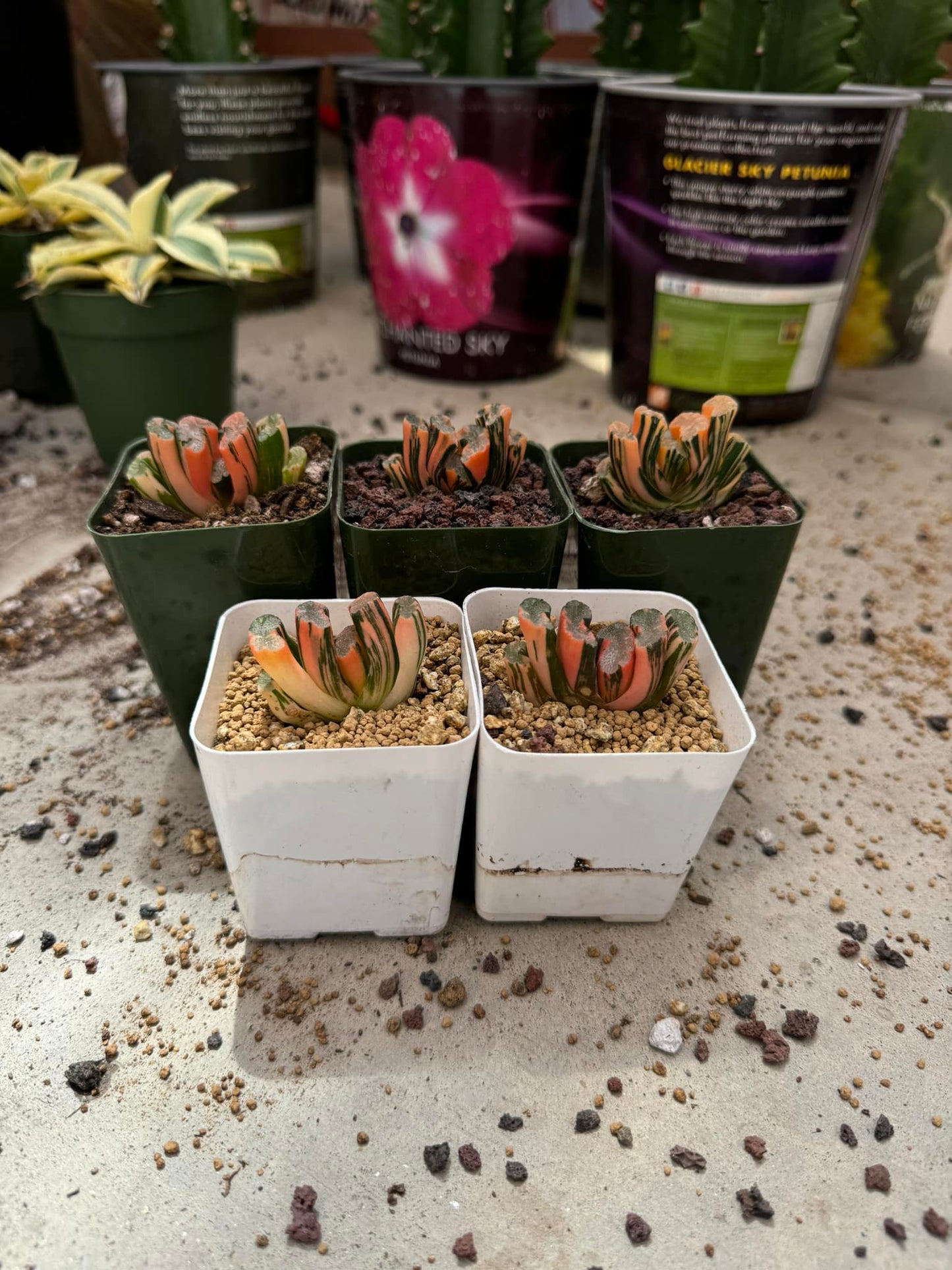 Haworthia truncata Variegada