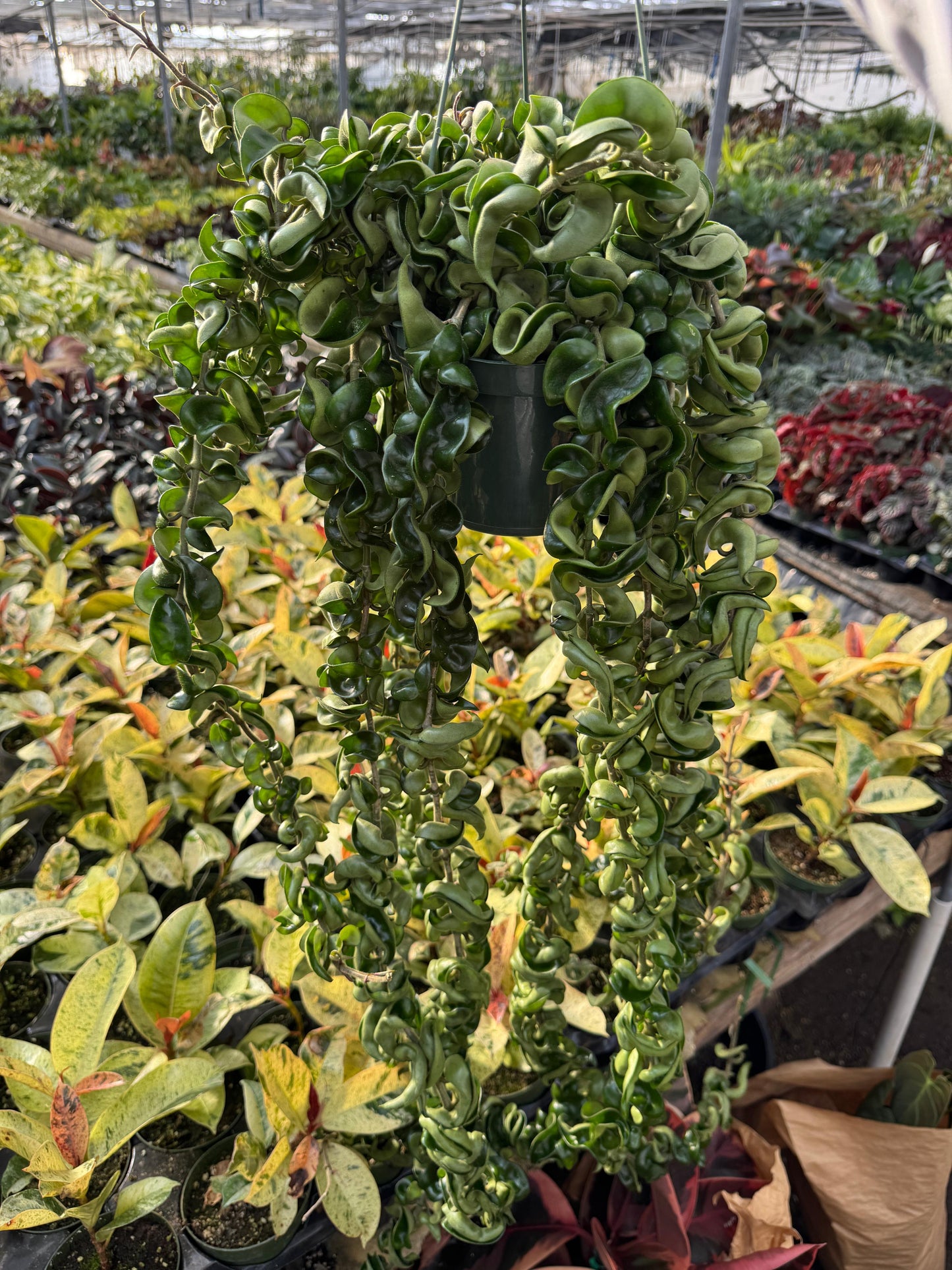 Hoya compacta jumbo