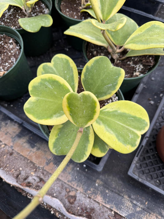 Hoya kerri cluster variegado