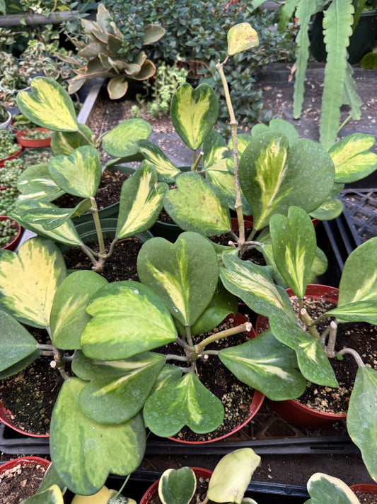 Hoya kerry reverse variegada