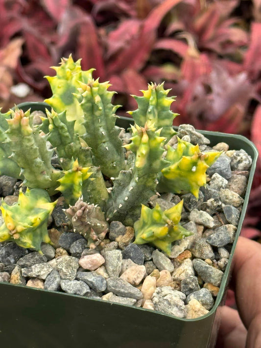 Huernia Variegada