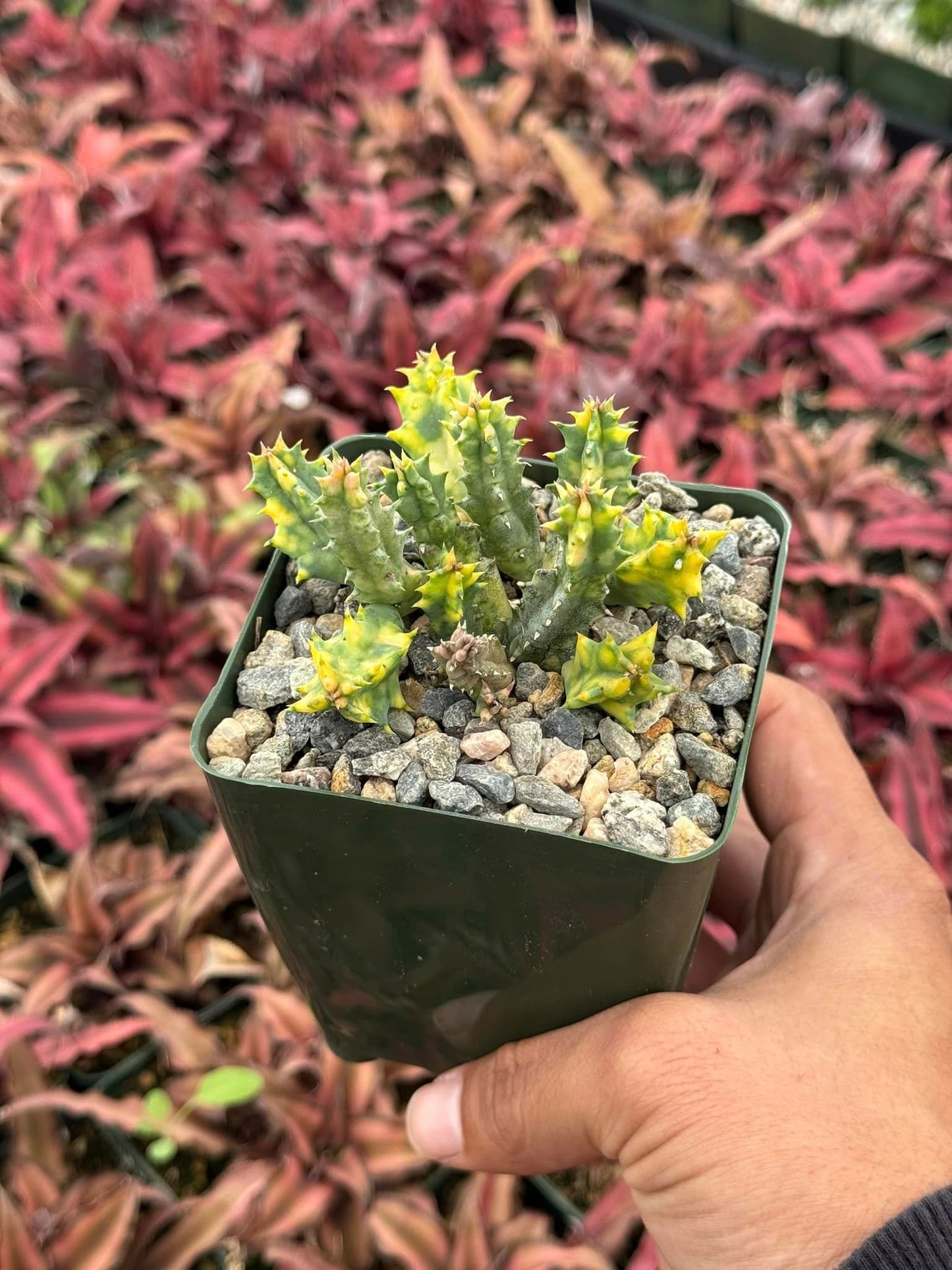 Huernia Variegada