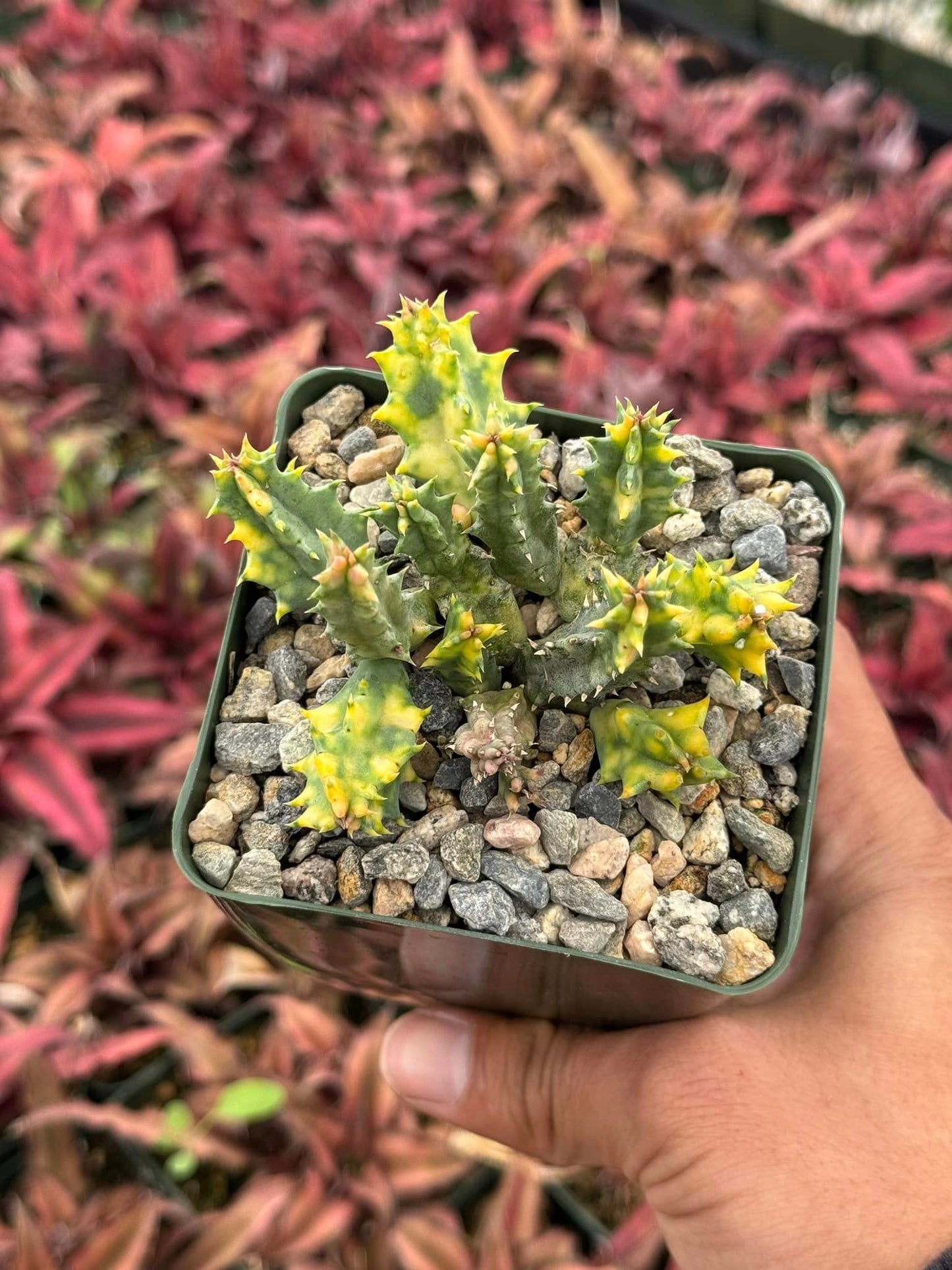 Huernia Variegada