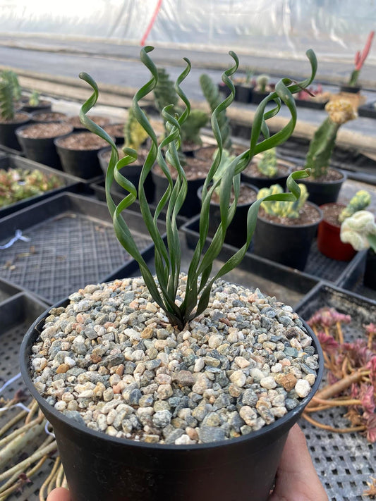 Albuca bruce-bayeri