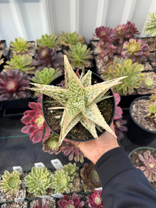 Aloe firecracker variegado