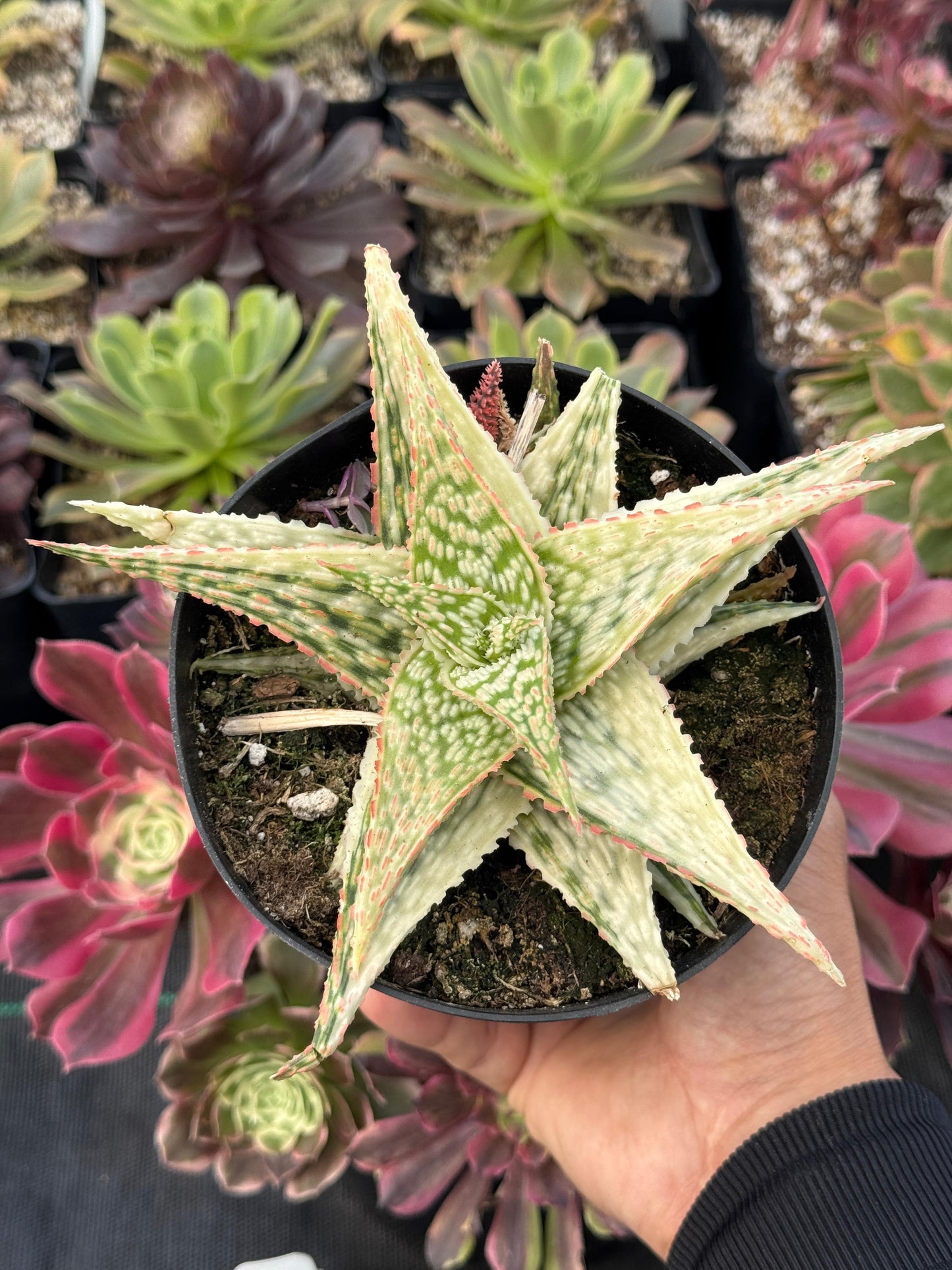Aloe firecracker variegado