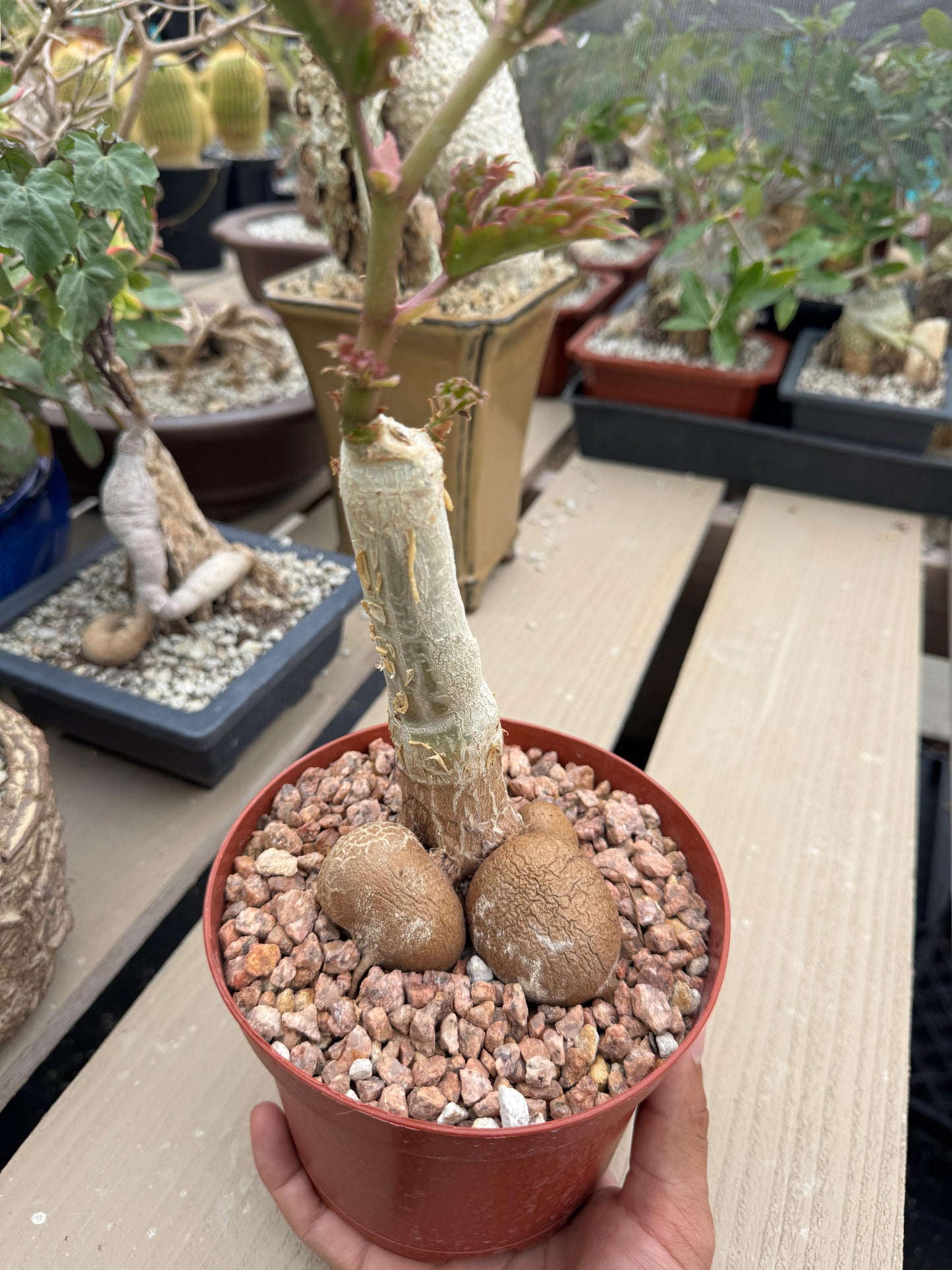 Cyphostemma ‘fat bastard’