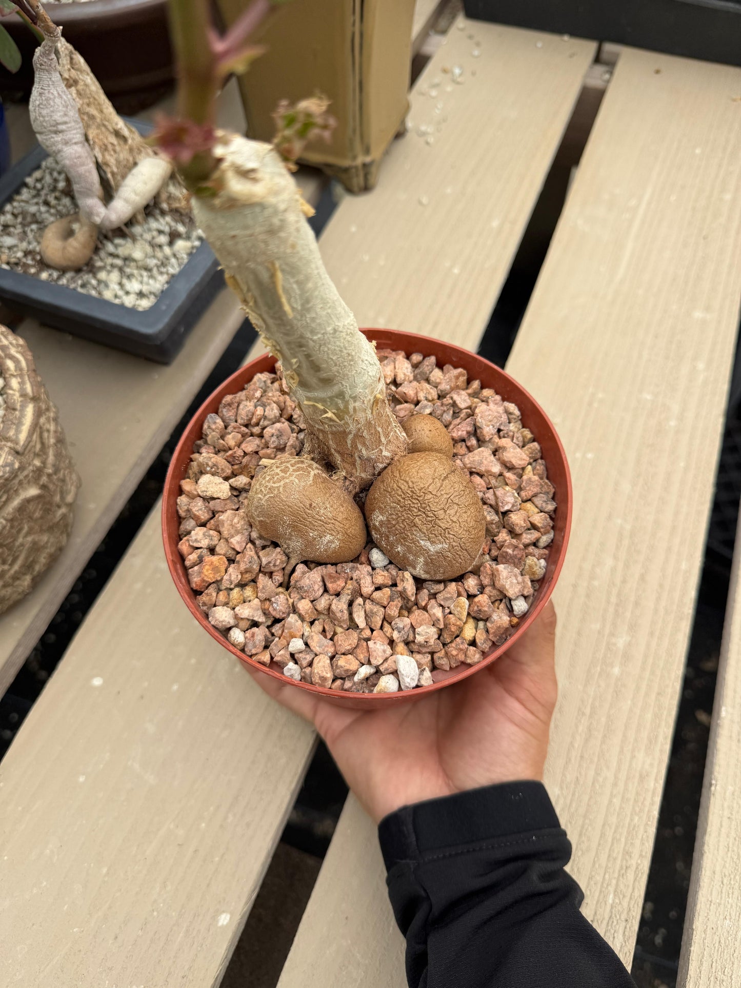 Cyphostemma ‘fat bastard’