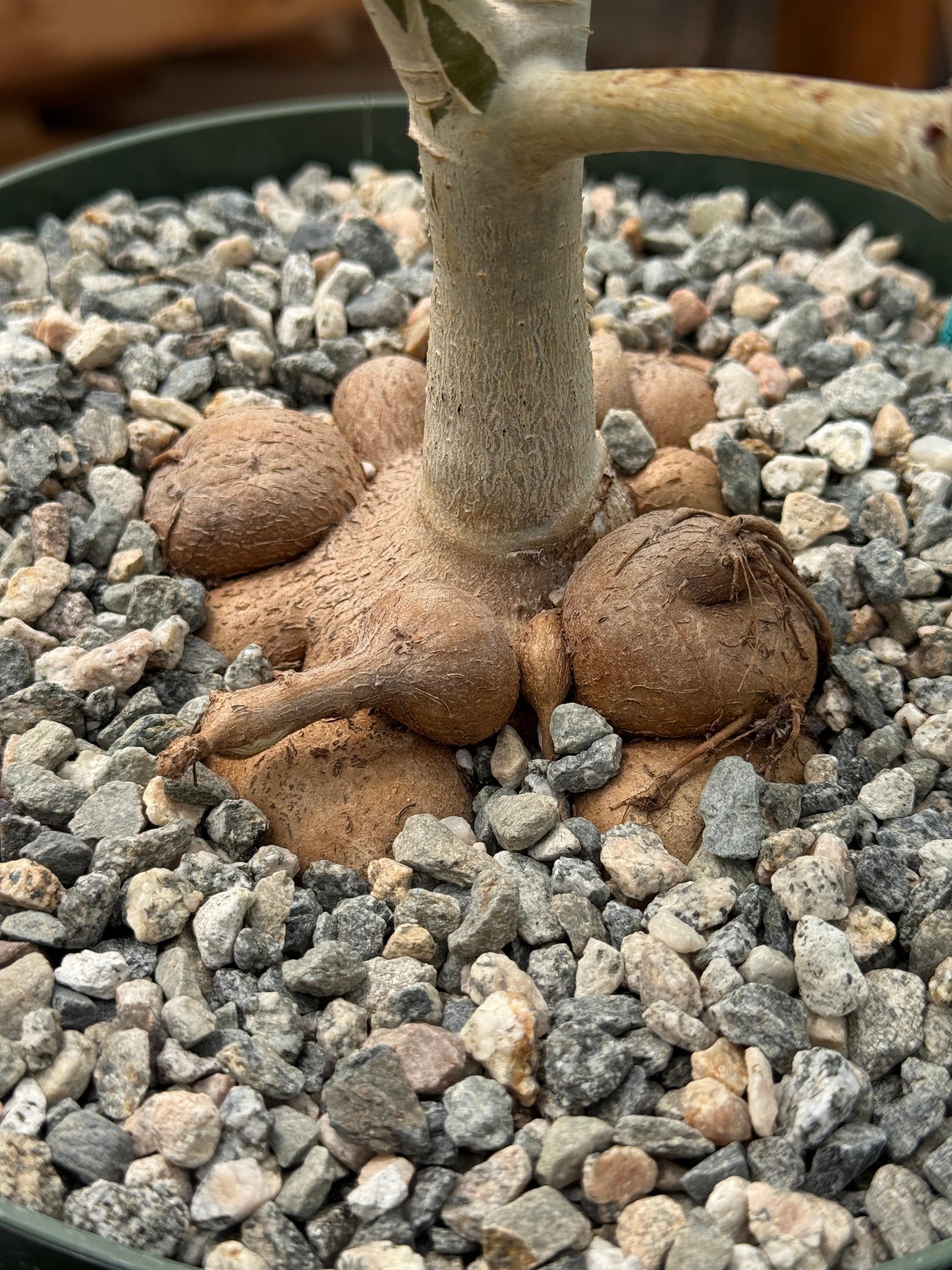 Cyphostemma ‘fat bastard’