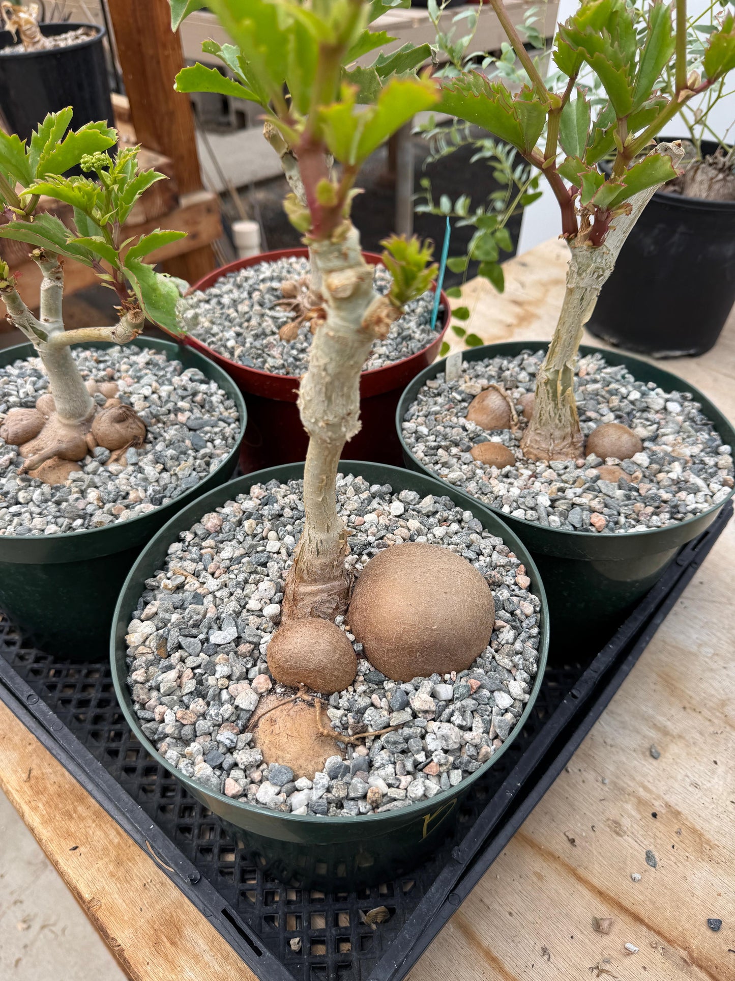 Cyphostemma ‘fat bastard’